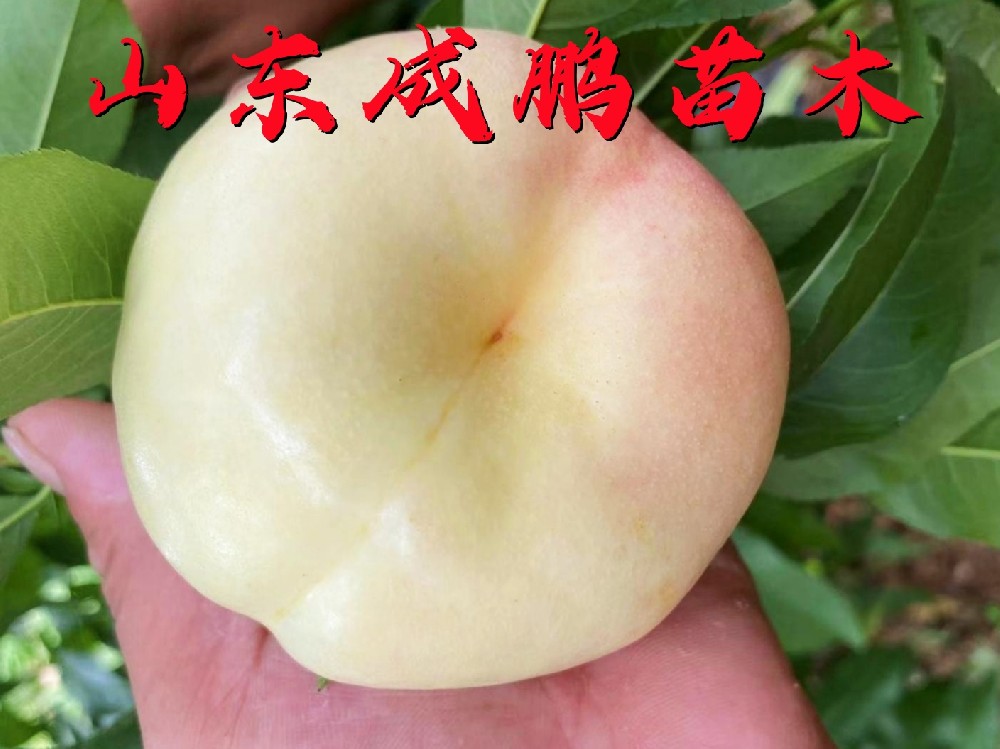 中油蟠8號(hào)