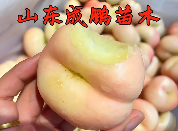 中油蟠12號(hào)