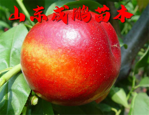 世紀之星油桃